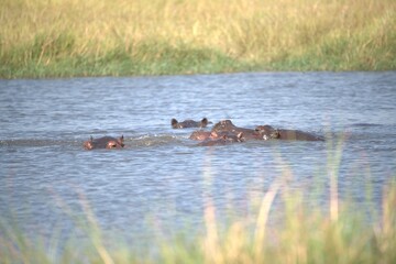Fototapeta premium Hippopotamus in wild savanna , Animal of africa