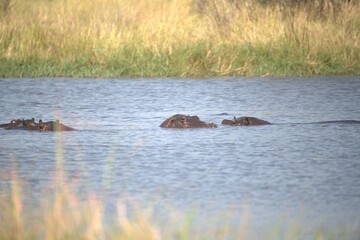 Fototapeta premium Hippopotamus in wild savanna , Animal of africa