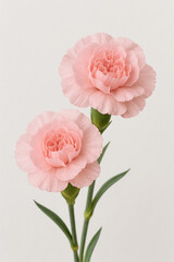 花：カーネーション２輪ピンク