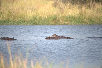 Fototapeta premium Hippopotamus in wild savanna , Animal of africa