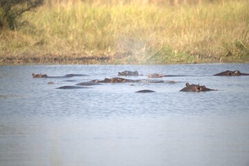 Fototapeta premium Hippopotamus in wild savanna , Animal of africa