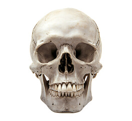 A human skull with sharp teeth in the style isolated on white background PNG. GENERATIVE AI