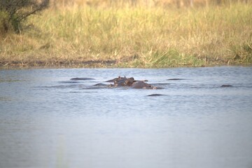 Fototapeta premium Hippopotamus in wild savanna , Animal of africa