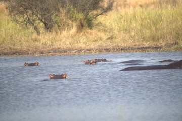 Hippopotamus in wild savanna , Animal of africa