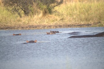 Fototapeta premium Hippopotamus in wild savanna , Animal of africa
