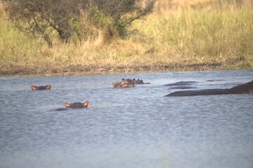 Hippopotamus in wild savanna , Animal of africa