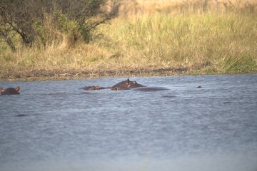 Fototapeta premium Hippopotamus in wild savanna , Animal of africa