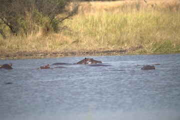 Fototapeta premium Hippopotamus in wild savanna , Animal of africa