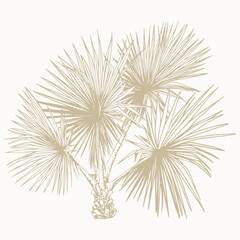 Hand-Drawn Botanical Palm Tree Sketch. Vector Clip Art. Botanical illustration of washingtonia plant.