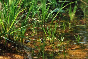 Obraz premium A pair of frogs in a pond represents the notion of relationship, marriage, trust, and pairship