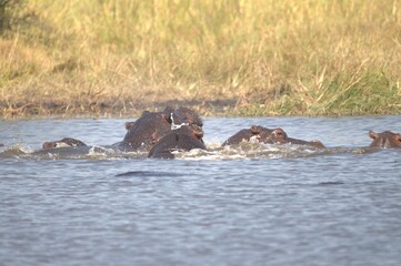 Hippopotamus in wild savanna , Animal of africa