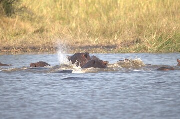 Hippopotamus in wild savanna , Animal of africa