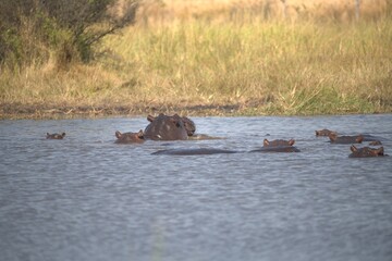 Hippopotamus in wild savanna , Animal of africa