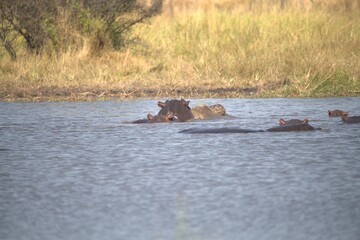 Hippopotamus in wild savanna , Animal of africa