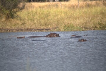 Hippopotamus in wild savanna , Animal of africa