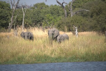 Obraz premium Hippopotamus in wild savanna , Animal of africa