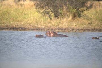 Hippopotamus in wild savanna , Animal of africa