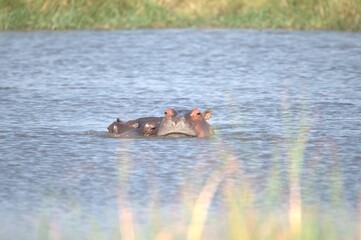 Fototapeta premium Hippopotamus in wild savanna , Animal of africa