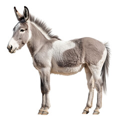 Fototapeta premium donkey isolated on transparent background
