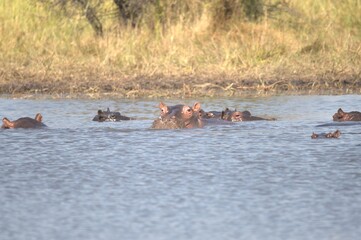 Fototapeta premium Hippopotamus in wild savanna , Animal of africa