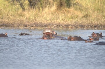 Fototapeta premium Hippopotamus in wild savanna , Animal of africa