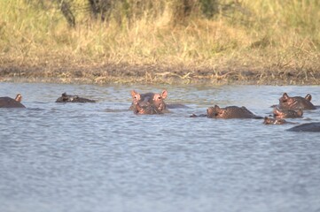 Hippopotamus in wild savanna , Animal of africa