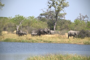Elephant in wild savanna , Animal of africa