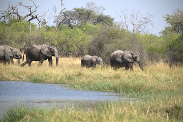 Obraz premium Elephant in wild savanna , Animal of africa