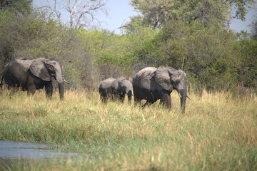 Elephant in wild savanna , Animal of africa