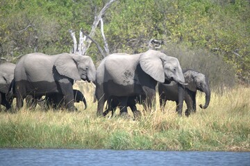 Elephant in wild savanna , Animal of africa