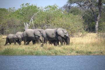 Elephant in wild savanna , Animal of africa