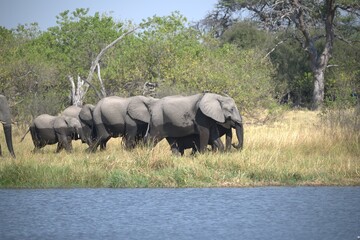 Elephant in wild savanna , Animal of africa