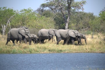 Elephant in wild savanna , Animal of africa