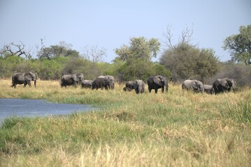 Elephant in wild savanna , Animal of africa