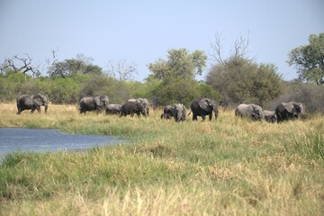 Elephant in wild savanna , Animal of africa