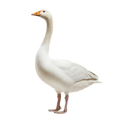 Fototapeta premium White domestic goose standing, isolated on transparent background