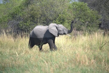 Elephant in wild savanna , Animal of africa