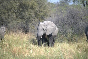 Elephant in wild savanna , Animal of africa