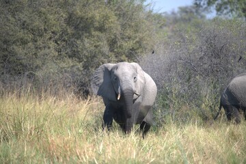 Elephant in wild savanna , Animal of africa
