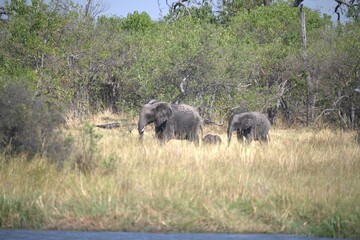 Elephant in wild savanna , Animal of africa