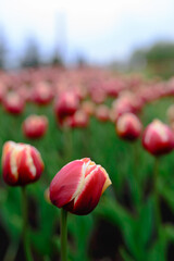 Close-up of a scarlet tulip in a tulip bed.