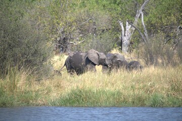 Elephant in wild savanna , Animal of africa
