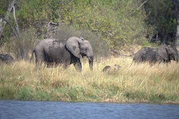 Fototapeta premium Elephant in wild savanna , Animal of africa
