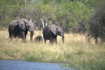 Obraz premium Elephant in wild savanna , Animal of africa