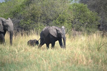 Elephant in wild savanna , Animal of africa