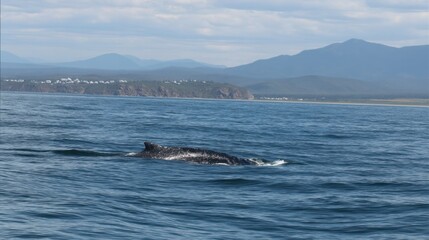 Humpback Whale Breaching in Coastal Waters