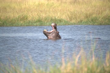 Hippopotamus in wild savanna , Animal of africa