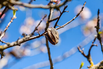 Intro picture very beautiful orchard blooming with pink white flowers, the orchard is full of dried almonds and very large and good. The orchard is rich in flowers and very full and productive.