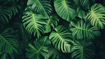 Vibrant green tropical monstera leaves lush background texture leaf dark palm plant flora image fresh