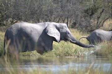 Elephant in wild savanna , Animal of africa